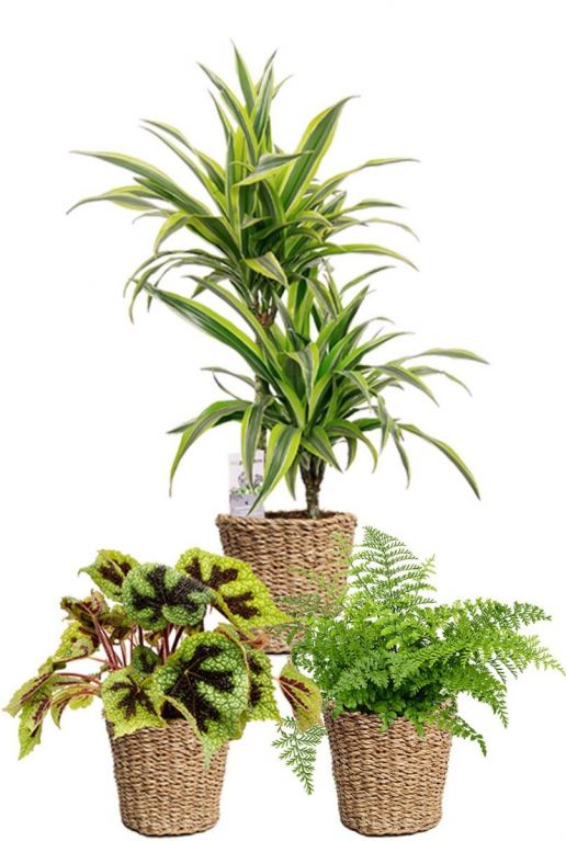 Planten in gevlochten mand