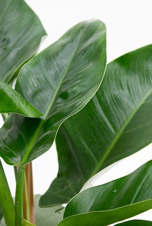 Philodendron Imperial Green