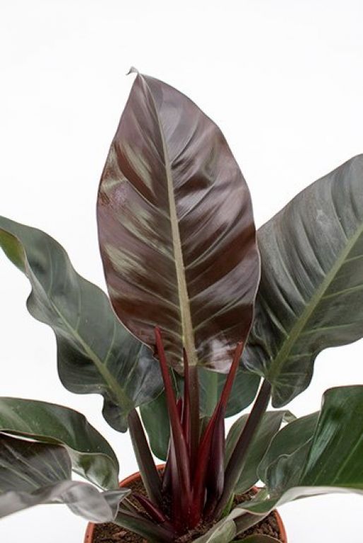 Philodendron Imperial Red