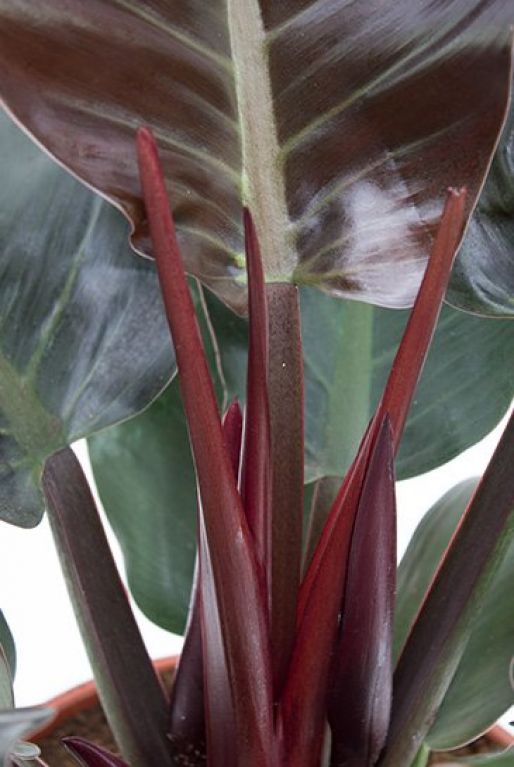 Philodendron Imperial Red