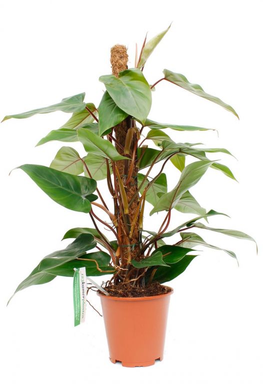 Philodendron Red Emerald