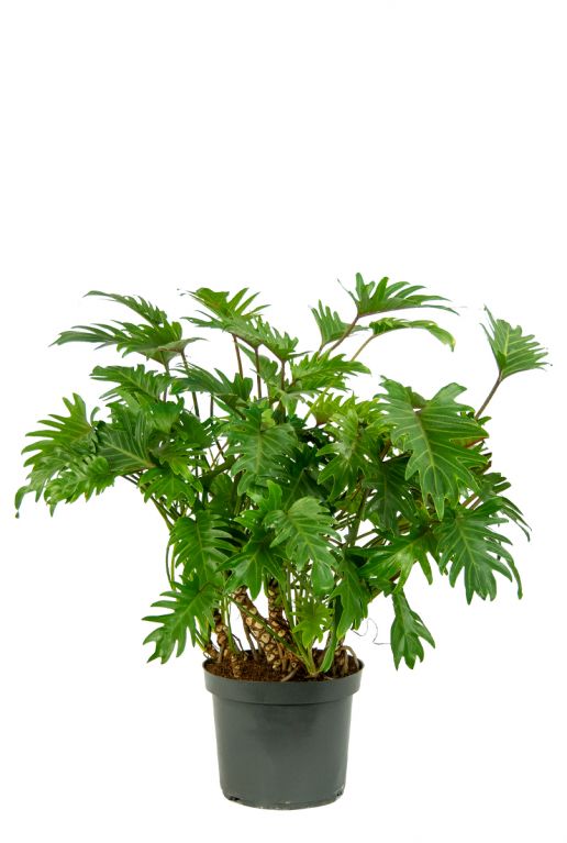 Philodendron-xanadu-kamerplant