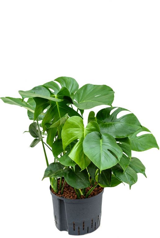 Philodendron gatenplant hydrocultuur 1