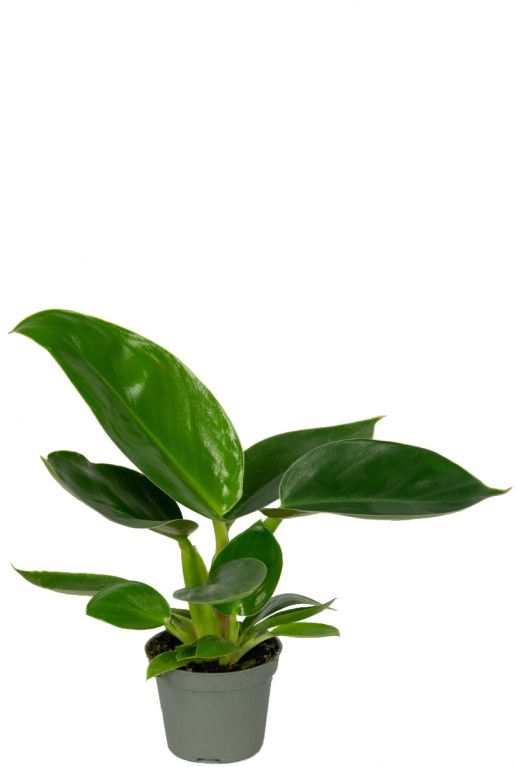 Philodendron golden princess 1