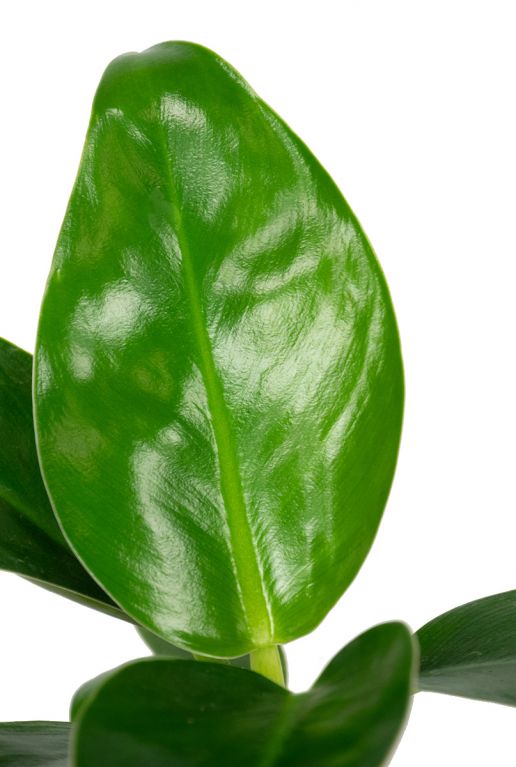 Philodendron golden princess blad