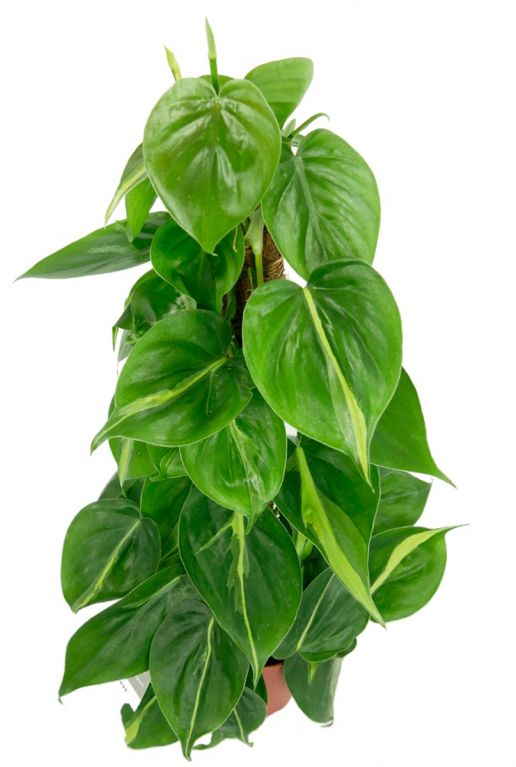 Philodendron grand brasil kamerplant