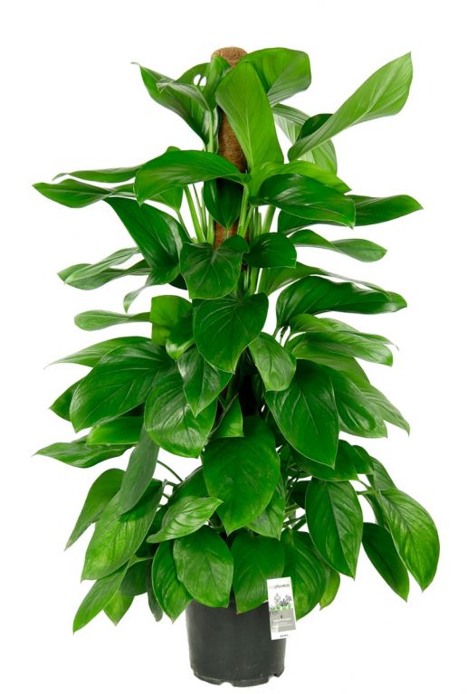 Philodendron guttifero kamerplant