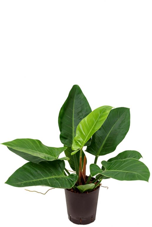 Philodendron imperial green hydrocultuur 1
