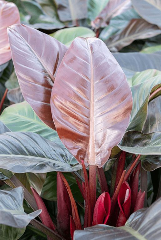 Philodendron imperial red 1