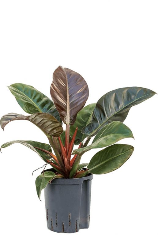 Philodendron imperial red hydroplant