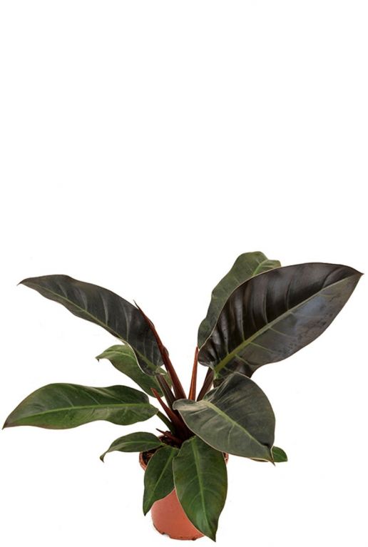 Philodendron imperial red plant