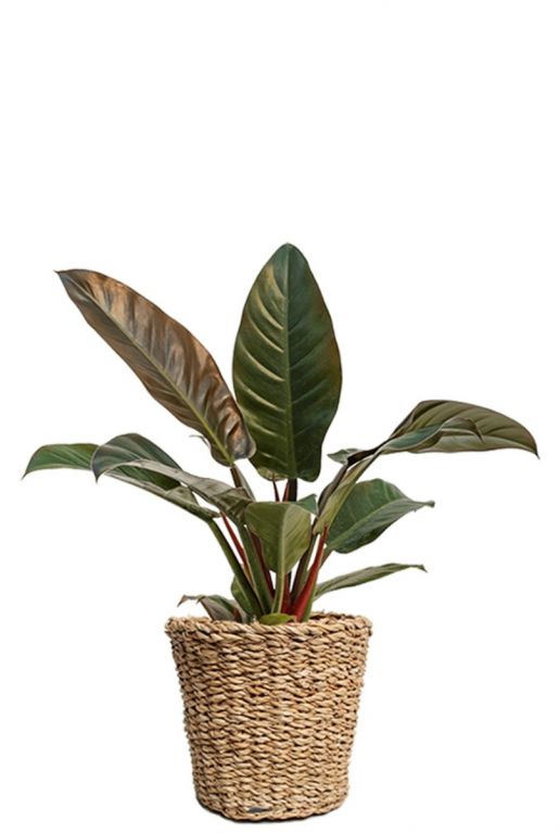Philodendron in mand 1