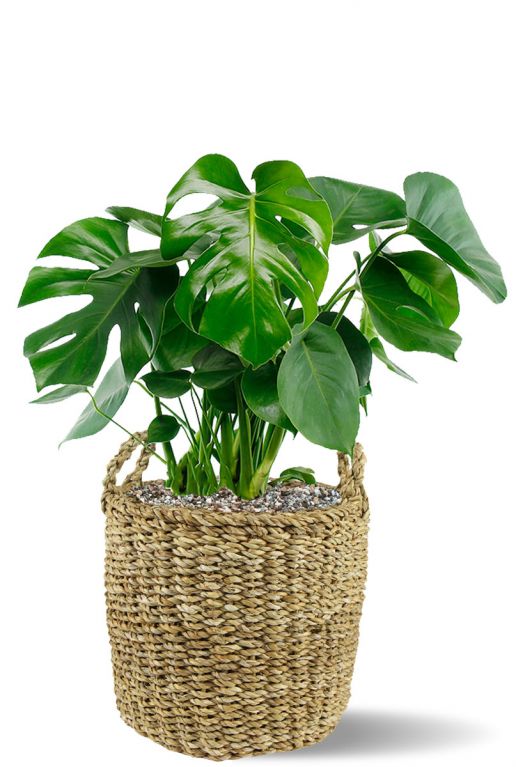 Philodendron in mand 2