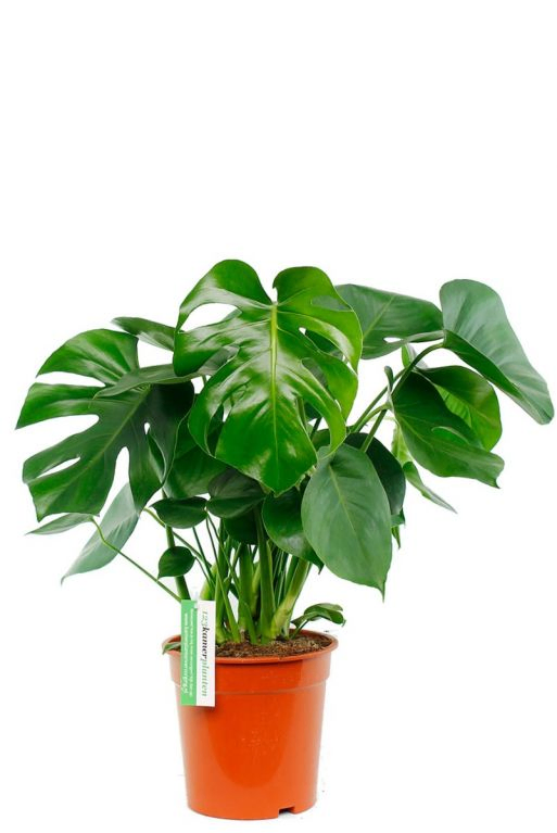 123planten.nl | Monstera - Hole plant