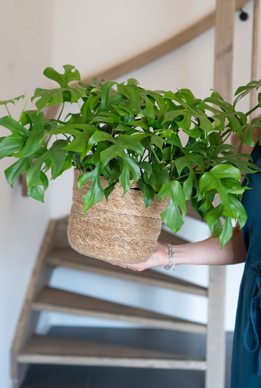 Philodendron monstera minima