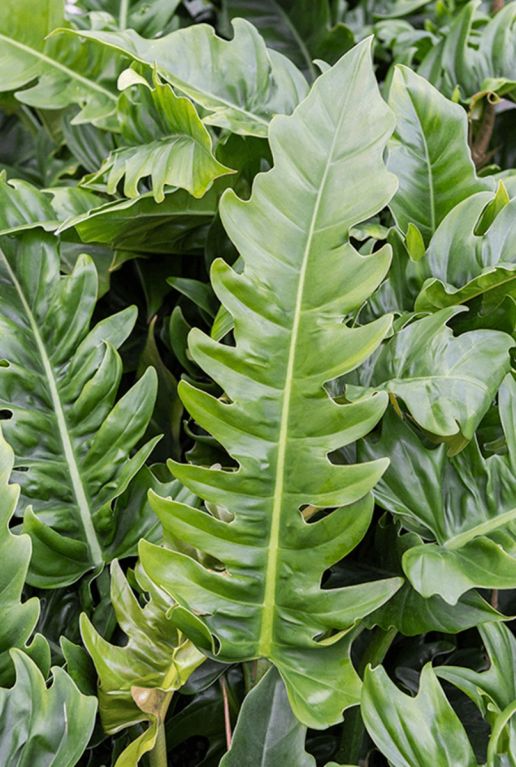 Philodendron narrow kamerplant