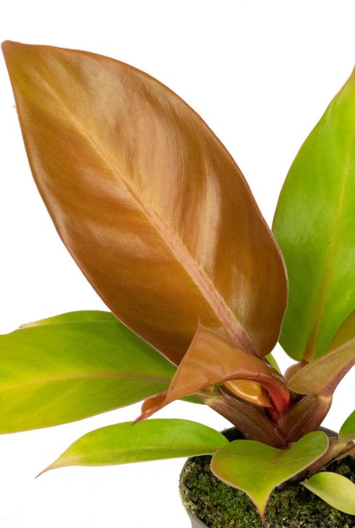 Philodendron orange plant 1
