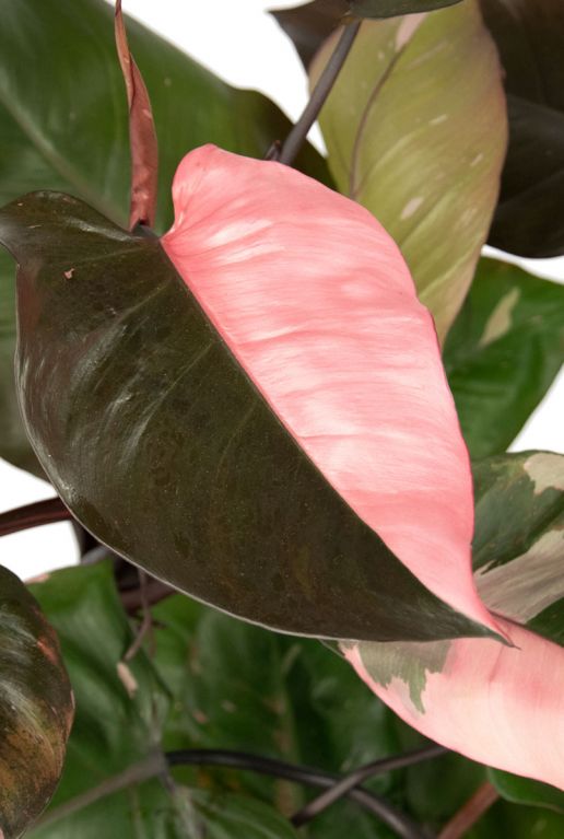 Philodendron pink princess blad 1