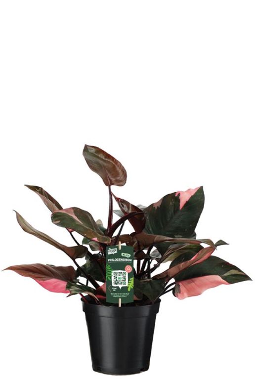 Philodendron pink princess planten