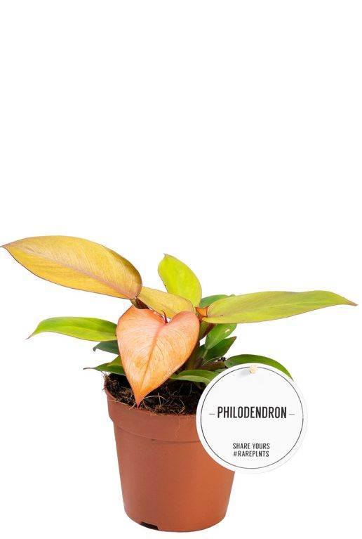 Philodendron prince of orange 2