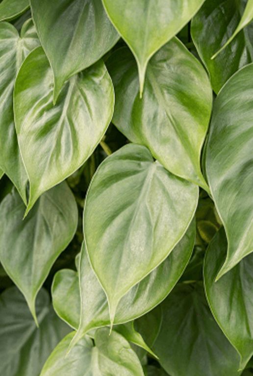 Philodendron scandens 2 1