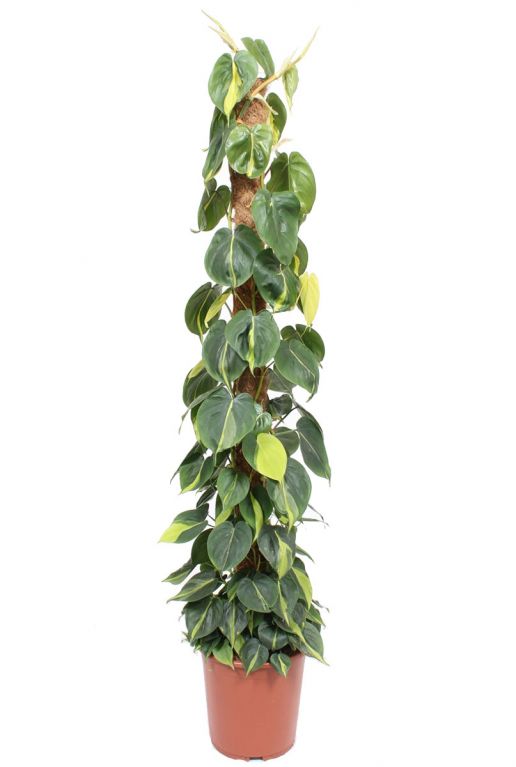 Philodendron scandens brasil 1
