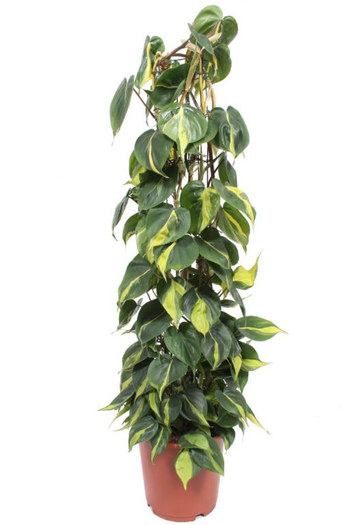 Philodendron scandens brasil kamerplant