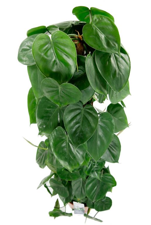 Philodendron scandens groene plant