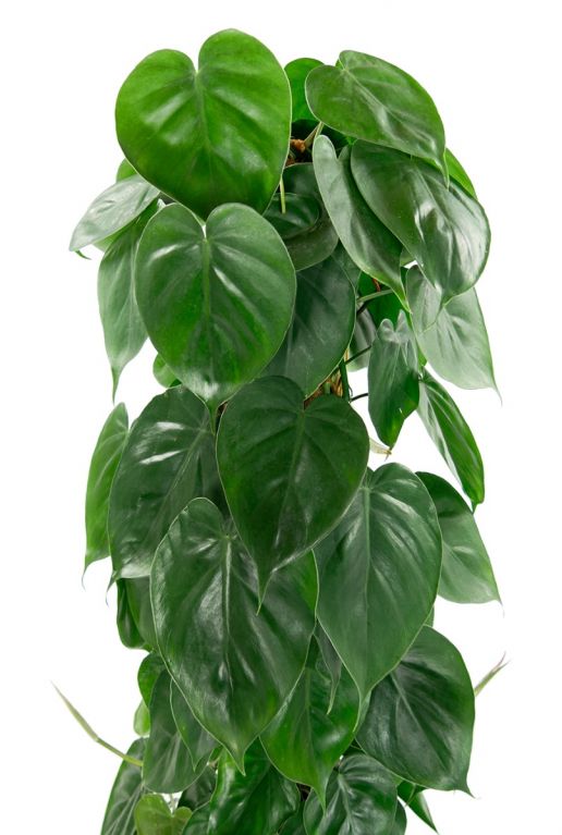 Philodendron scandens hartvormig blad