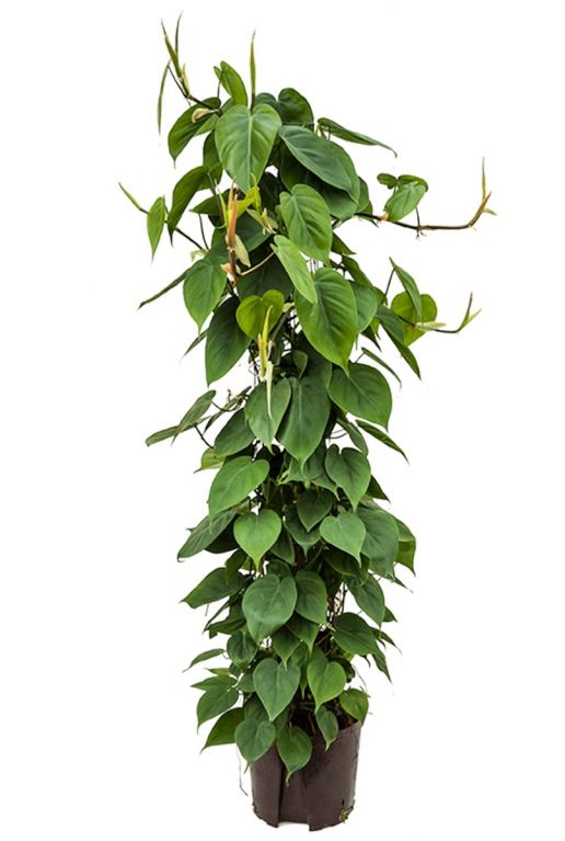 Philodendron scandens hydrocultuur