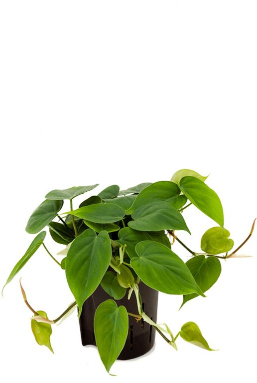 Philodendron scandens hydrocultuur 1