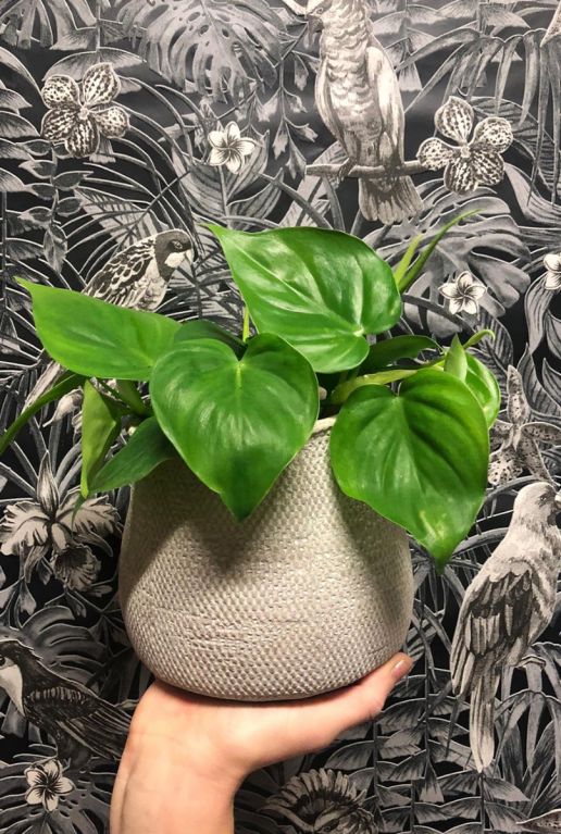 Philodendron scandens dans un pot