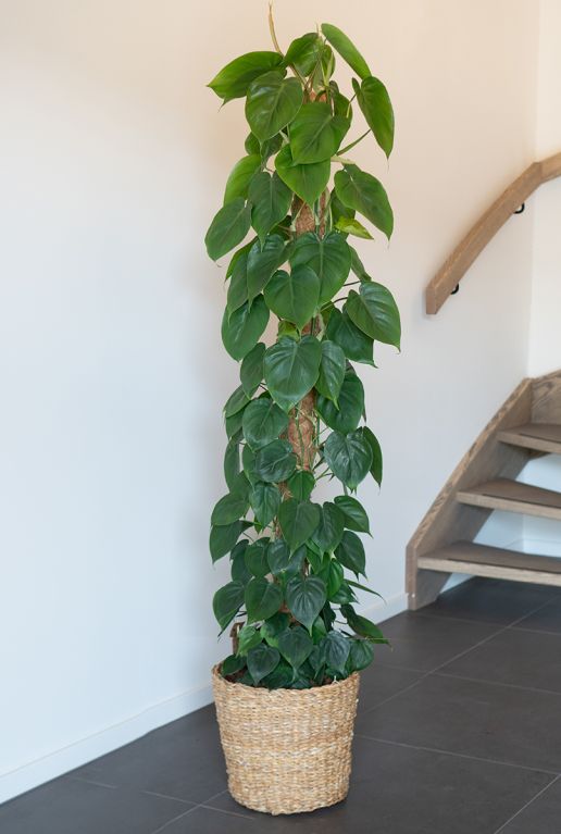 Philodendron scandens mand