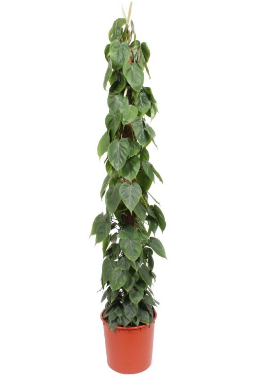 Philodendron scandens mosstok 1