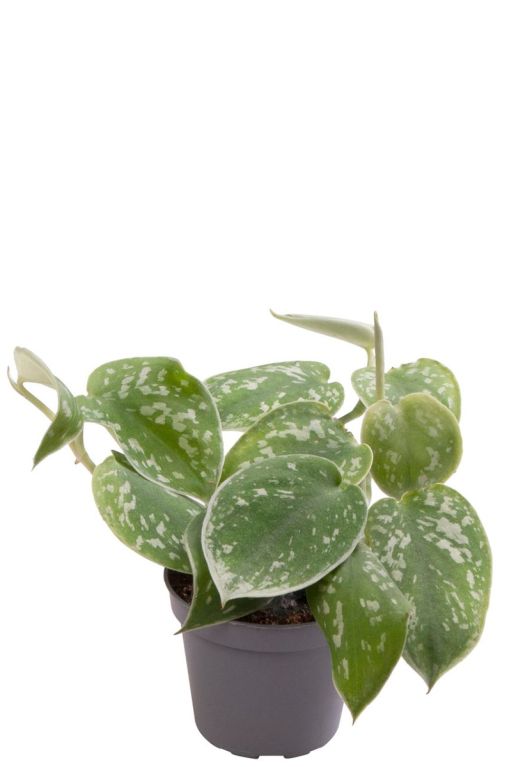 Philodendron scandens pictus