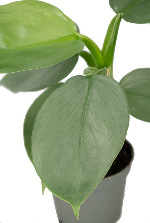 Philodendron silver dust blad