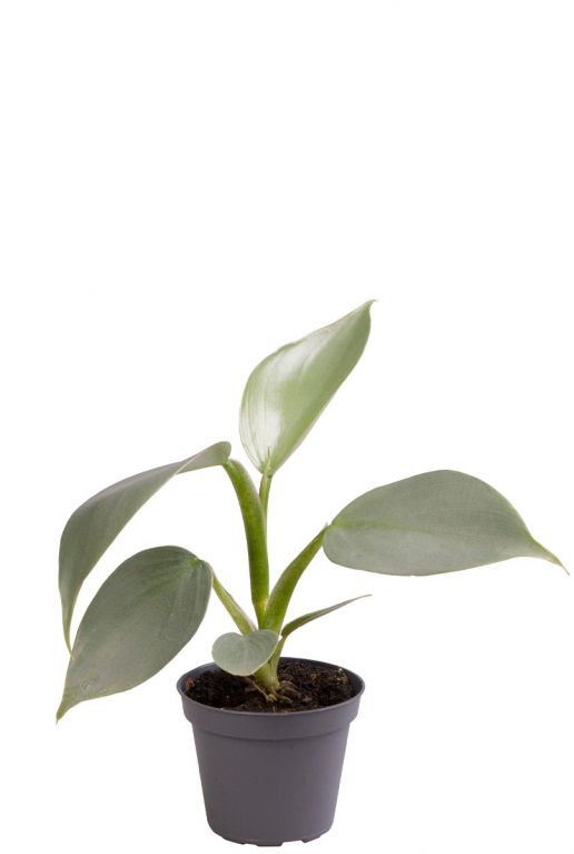 Philodendron Silver Dust 123planten Nl