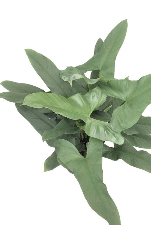 Philodendron silver queen 1