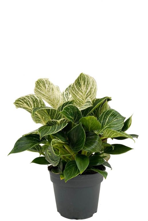 Philodendron white wave kamerplant