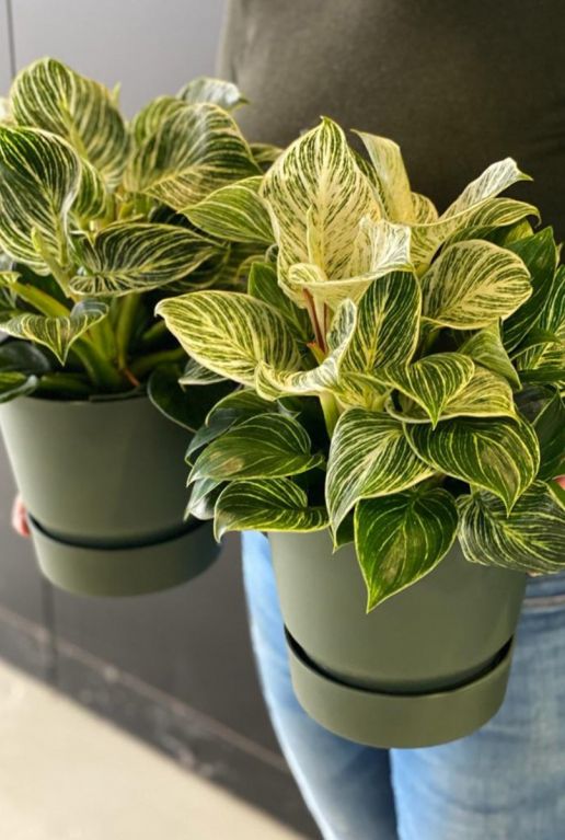 Philodendron white wave kamerplanten