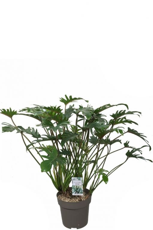 Philodendron xanadu kamerplant 3