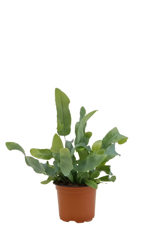 Phlebodium Blue Star