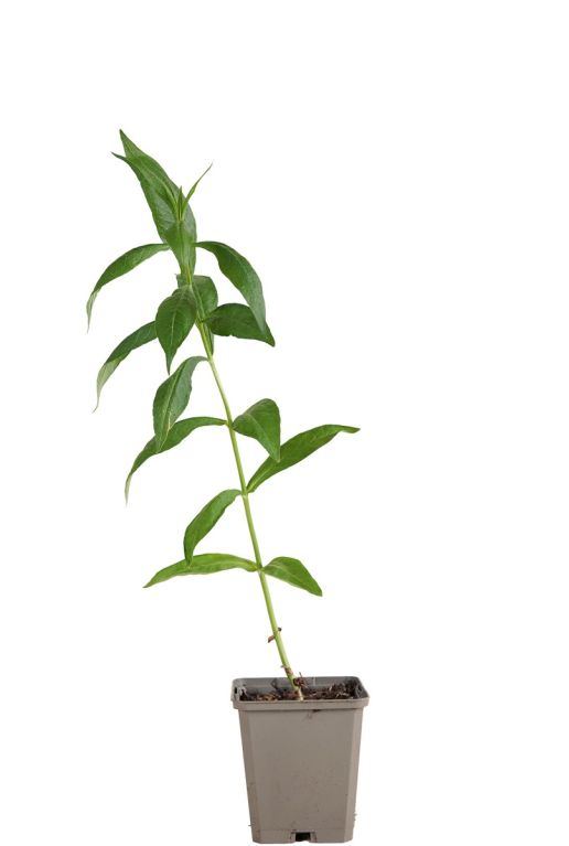 Phlox p david pot9