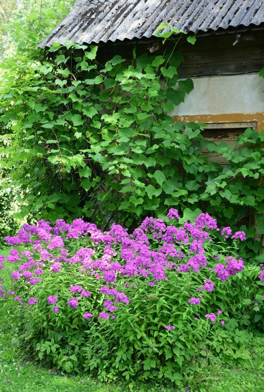Phlox paniculata laura tuinplant