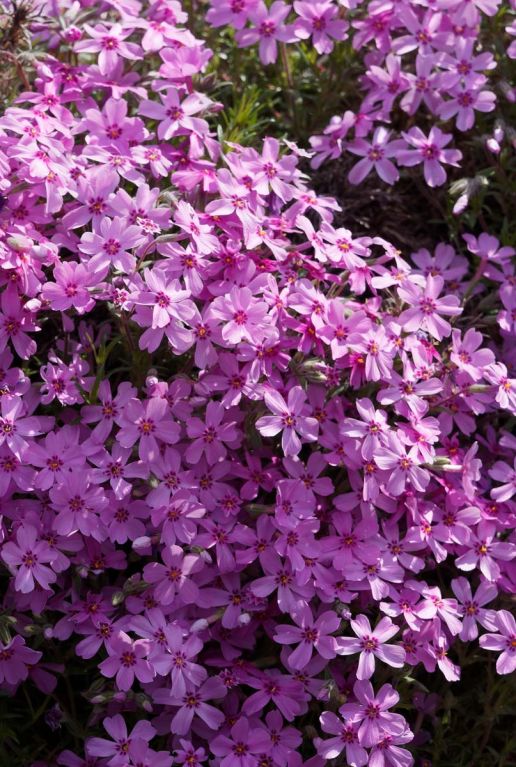 Phlox subulata macdaniel cushion tuinplant