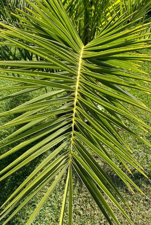 Phoenix canariensis tuinplant p15