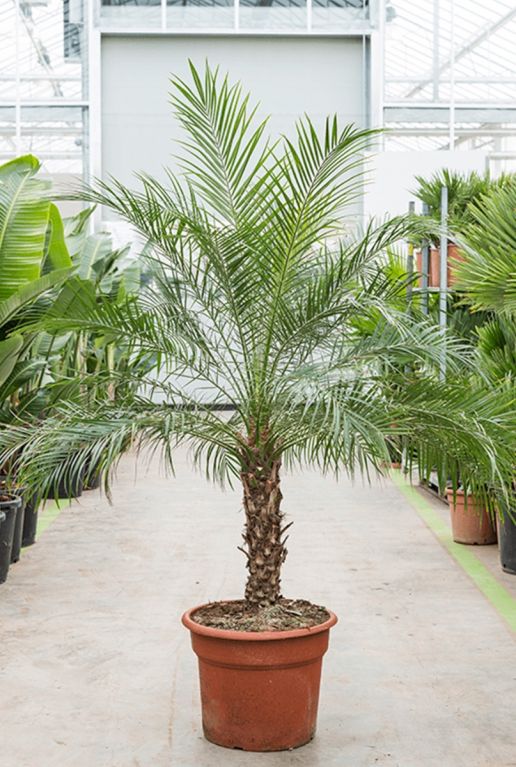 Phoenix roebelenii palm plant