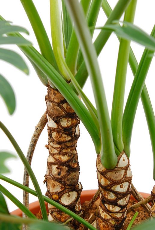 Mooie unieke stammen van de Philodendron Xantal 