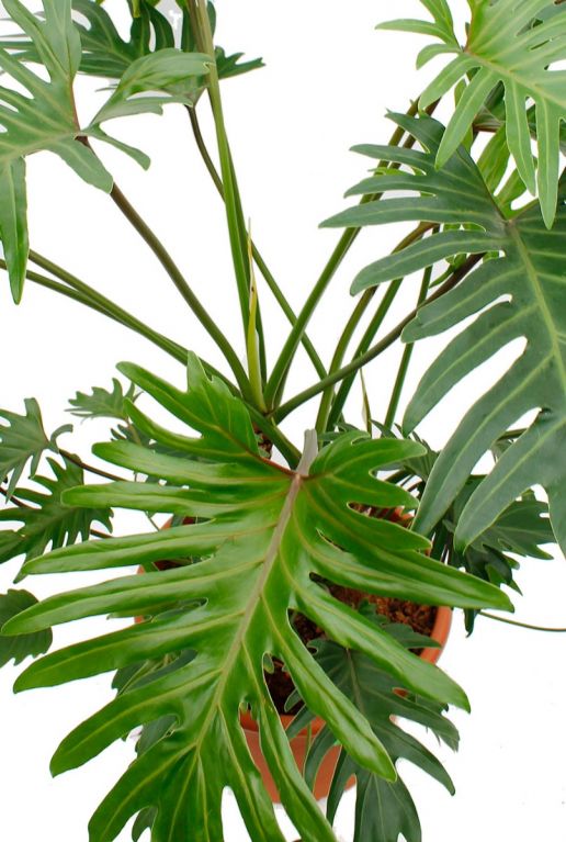 Groene grote bladeren Philodendron Xantal 