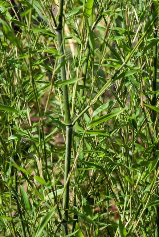 Phyllostachys bissetii tuinplant
